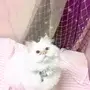 قطه هملايا اورنج للبيع 