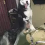 هاسكي بيور انثى 6 اشهر