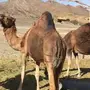 ناقتين ساحليات حليب طيبات 