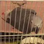 ببغاء افريقي مزاد الي ياقف عليه يربح 