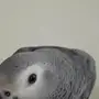 فرخ كاسكو هولندي