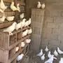 حمام لاحم فرنسي 