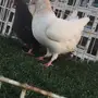 ((جوز قلاب كوره))