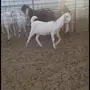 جفره توووب راس نادر فاخره