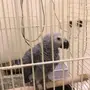 كاسكو هولندي فرخ 4 شهور 