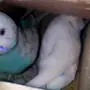 جوز باذجي هولندي مع 4 بيضات