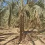 نخيل واشنطنيا أصيل - زراعة وتوريد من المزرعة