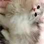 قطه للتبني العاجل