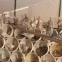 للبيع زاجل كريمي جانبو