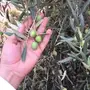 زيت زيتون عصرة اولى بكر عضوي تم العصر6-4-1439