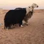 ضأن نجد للبيع 
