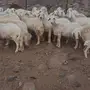 حريات زينة عددها 33 وتحتها 20 