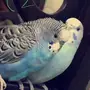 للبيع طيور بادجي جميله 
