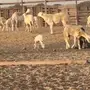 طلي  حري صنف