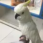 ببغاء كاكاتو امريكي