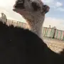 خلفه شقحاء حدرها بكره كفو