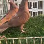 ((جوز قلابب كوره احمر صك))