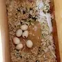 جوز بادجي هولندي مع 6 بيضات 