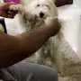 كلبه حامل