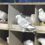 عشة حب رمان مسكي