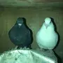 طبه حمام صنعاويه 