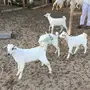 بهم بيشي من 350