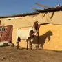 مشروكه طيبه