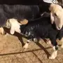 للبيع عدد شاتين نجد كل وحده حدرها واحد