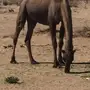 حراج على ابل اليوم بعد العصر شرق المدينه 