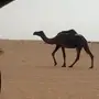 خلفه مجهم هديه 