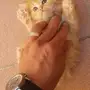 كيتن هيمالايا هاف 