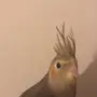 انثى كروان أليف 