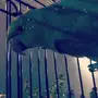 ببغاء دره هنديه