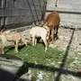 عنز جنوبيه تحتها 2
