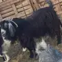 للبيع عنز حليب