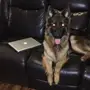 كلب جيرمن شيبرد شو لاين  German Shepherd  