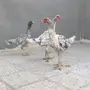 دجاج باكستاني TOOP 