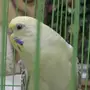 انثى بادجي بياضه عيون حمر
