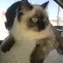 قطه للبيع