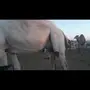 ناقه سديس ملاقي  وضحا