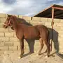 حصان شعبي. البيع عاجل 