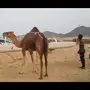 خلفه مناح كفو قليل فيها