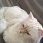 قط شيرازي 