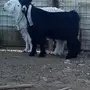 تيس عارضي فاخر 