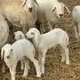 ضان حريه للبيع مراح واحد بجده 