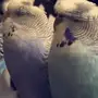 يوجد زوجين بادجي  للبيع