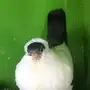 طبة هلمت