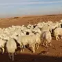 غنم حريات طيبه بالحيل للبيع نقدا وبالآجل ..