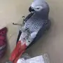 كاسكو متكلم واليف جدا