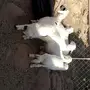 طليان للبيع